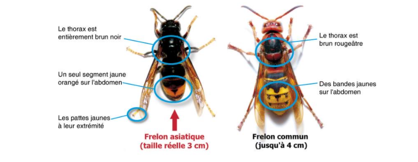 Pièges à frelons asiatiques, c'est le moment !